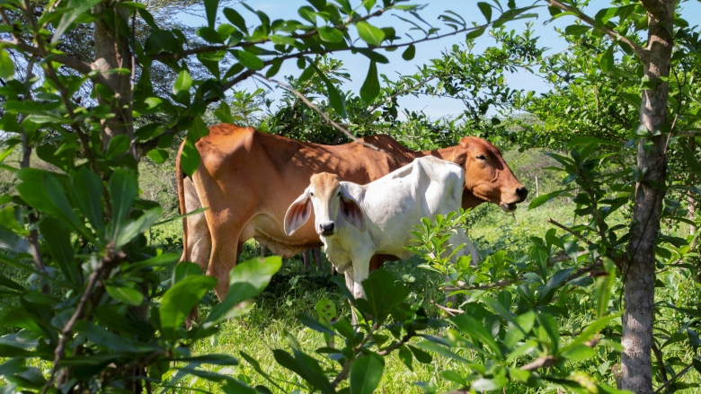 Cows at a sustainable cattle ranching farm in Colombia