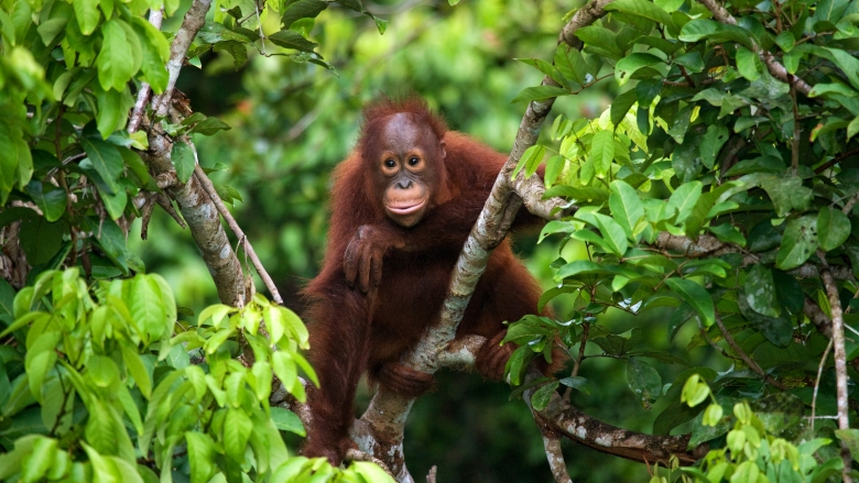 Baby orangutan in the wild in Indonesia