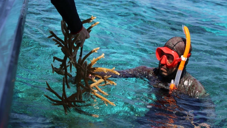 A diver in Belize handing over a coral to a person on a boat